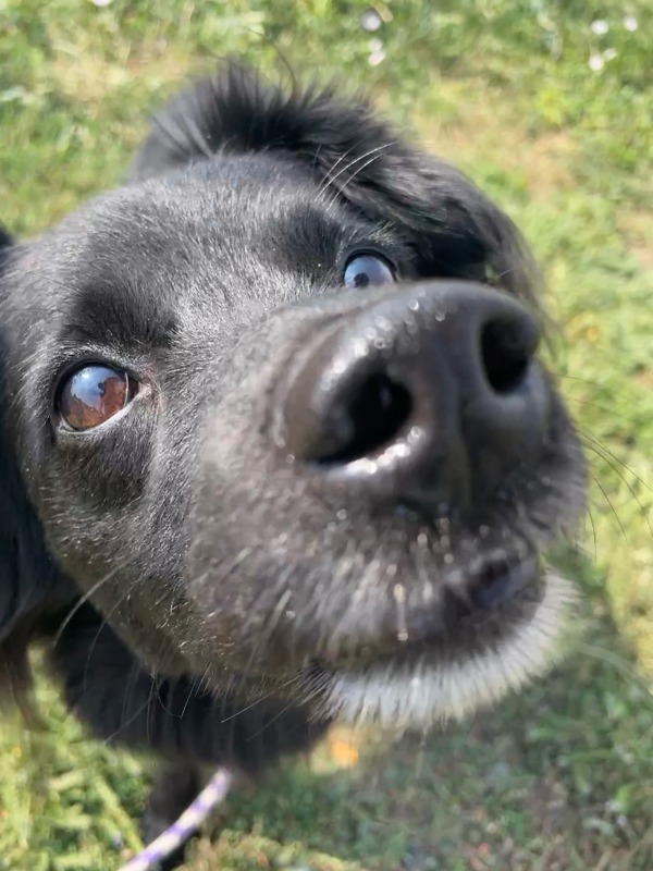 Smokey, an adoptable Mixed Breed in Great Falls, MT, 59405 | Photo Image 2