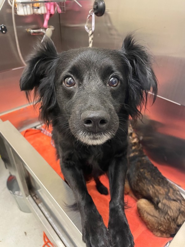 Smokey, an adoptable Mixed Breed in Great Falls, MT, 59405 | Photo Image 3