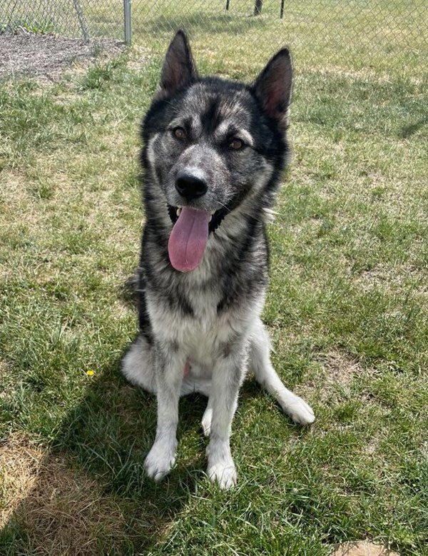 Wolfie, an adoptable Mixed Breed in Great Falls, MT, 59405 | Photo Image 1