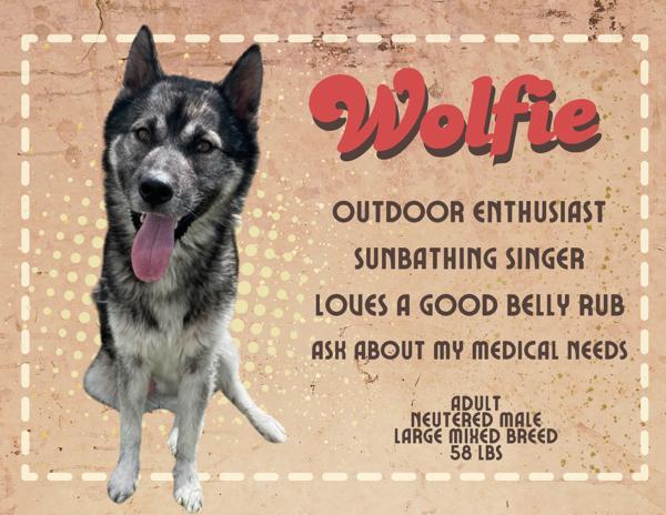 Wolfie, an adoptable Mixed Breed in Great Falls, MT, 59405 | Photo Image 2