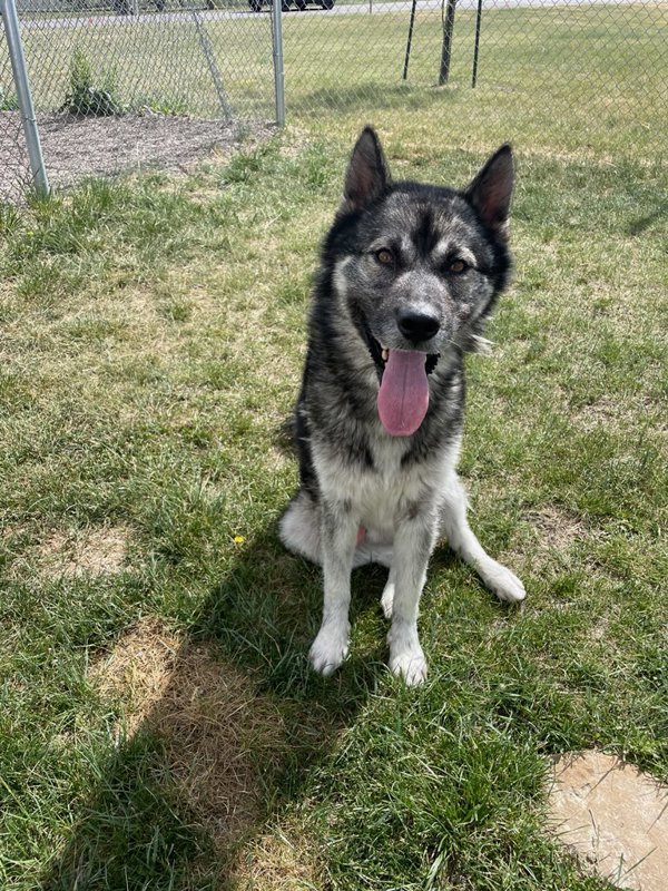 Wolfie, an adoptable Mixed Breed in Great Falls, MT, 59405 | Photo Image 3