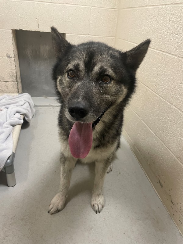 Wolfie, an adoptable Mixed Breed in Great Falls, MT, 59405 | Photo Image 4