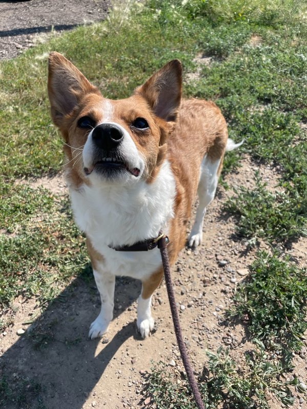 Siren, an adoptable Mixed Breed in Great Falls, MT, 59405 | Photo Image 1