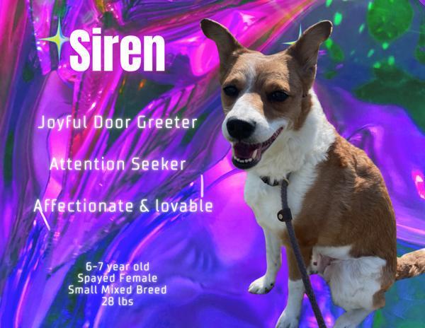 Siren, an adoptable Mixed Breed in Great Falls, MT, 59405 | Photo Image 2