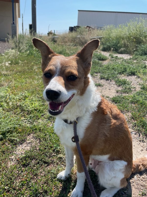 Siren, an adoptable Mixed Breed in Great Falls, MT, 59405 | Photo Image 3