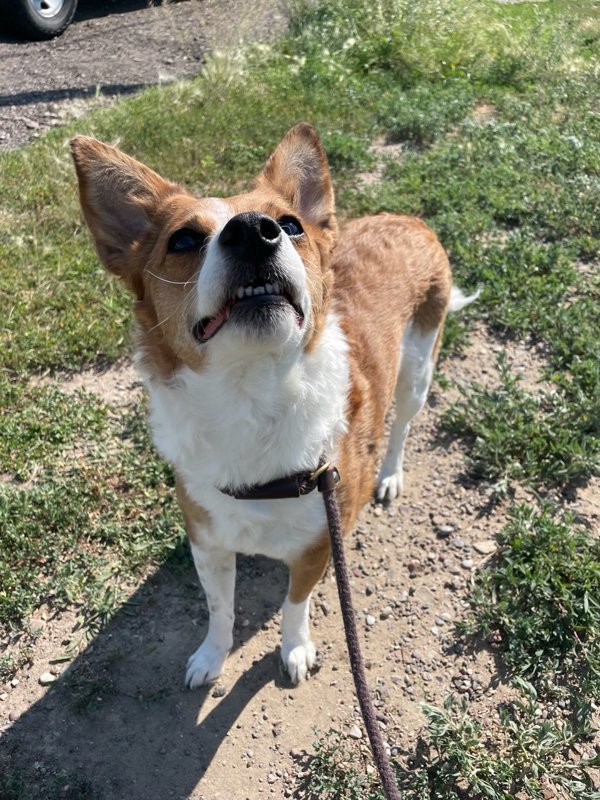 Siren, an adoptable Mixed Breed in Great Falls, MT, 59405 | Photo Image 4