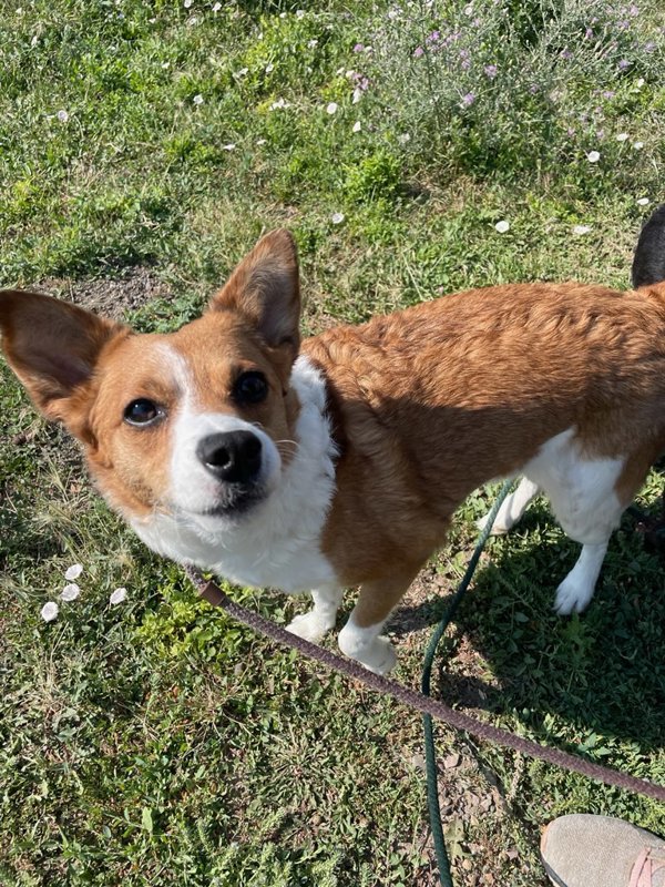 Siren, an adoptable Mixed Breed in Great Falls, MT, 59405 | Photo Image 5