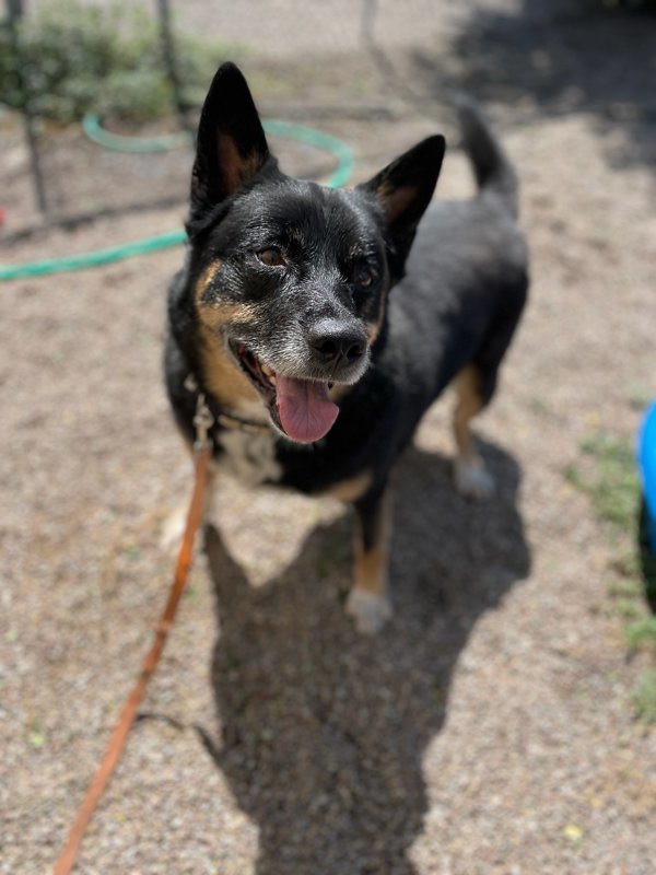 Denver, an adoptable Mixed Breed in Great Falls, MT, 59405 | Photo Image 5