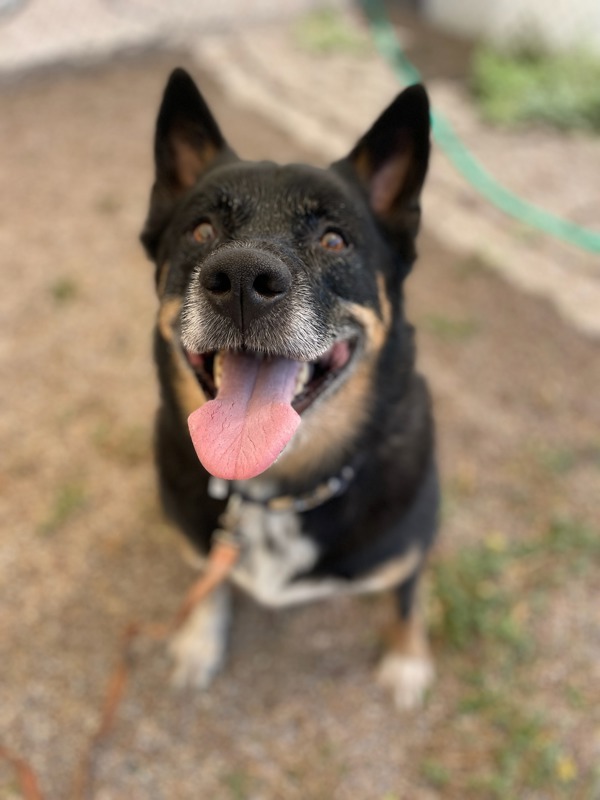 Denver, an adoptable Mixed Breed in Great Falls, MT, 59405 | Photo Image 6