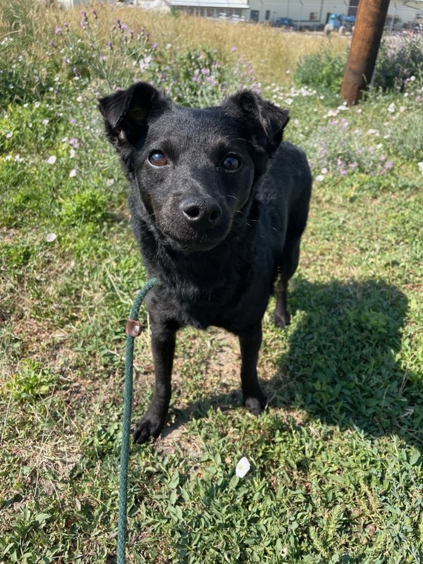 Shadow, an adoptable Mixed Breed in Great Falls, MT, 59405 | Photo Image 1