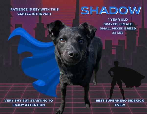 Shadow, an adoptable Mixed Breed in Great Falls, MT, 59405 | Photo Image 2