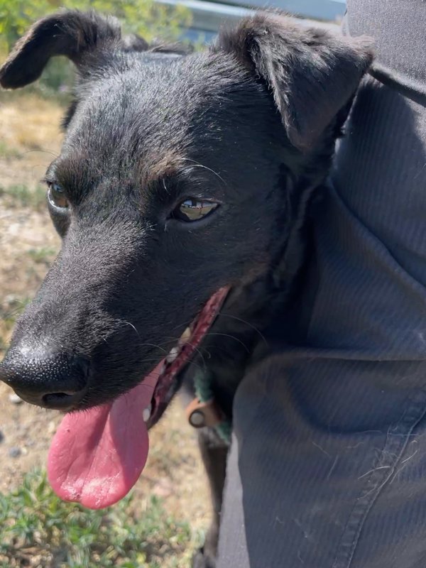 Shadow, an adoptable Mixed Breed in Great Falls, MT, 59405 | Photo Image 3