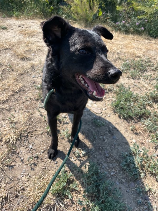 Shadow, an adoptable Mixed Breed in Great Falls, MT, 59405 | Photo Image 4