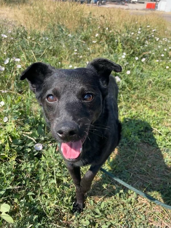 Shadow, an adoptable Mixed Breed in Great Falls, MT, 59405 | Photo Image 5