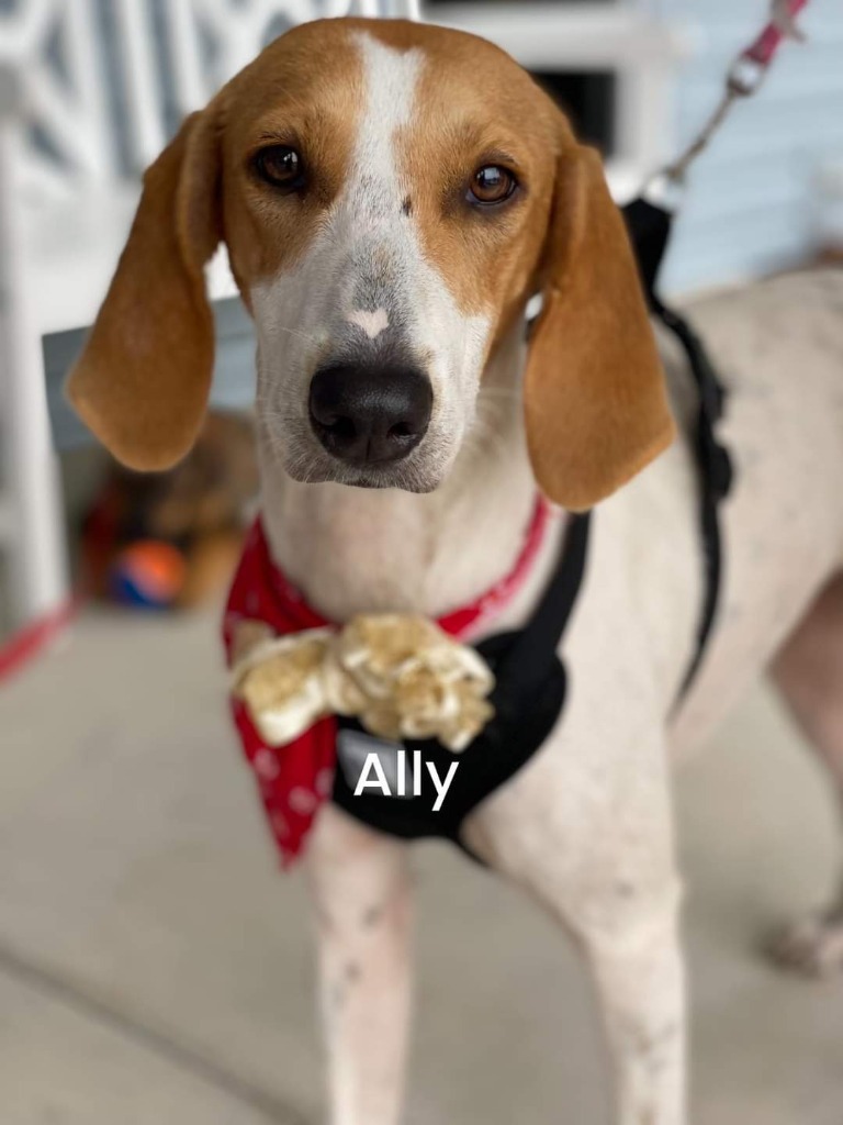 Ally, an adoptable Hound in New Bern, NC, 28563 | Photo Image 1