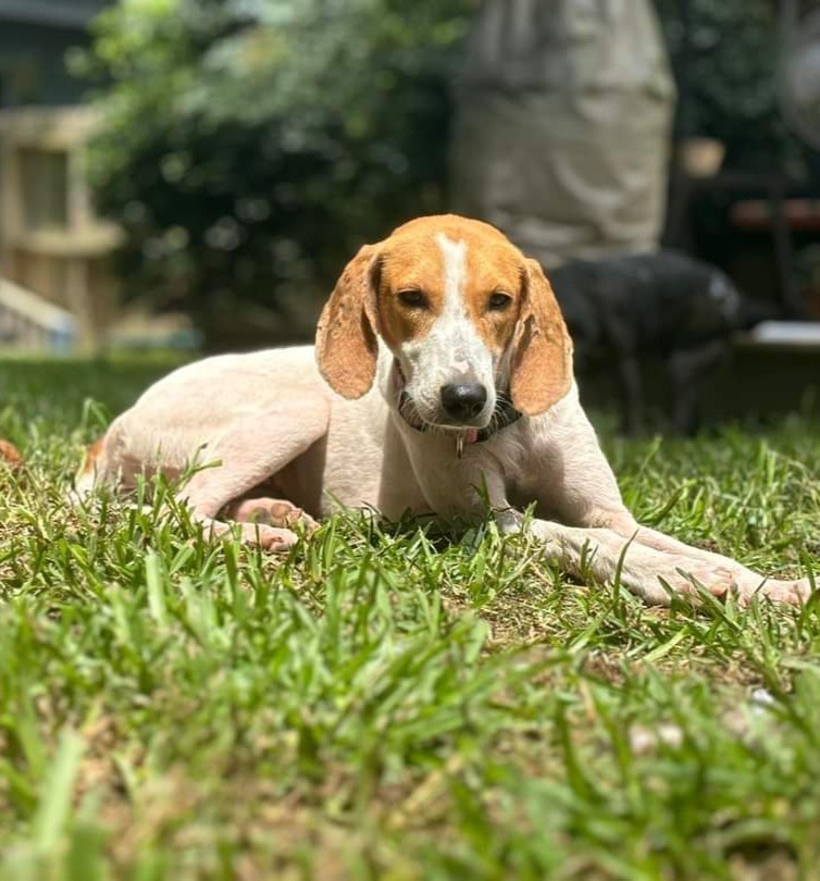 Ally, an adoptable Hound in New Bern, NC, 28563 | Photo Image 2