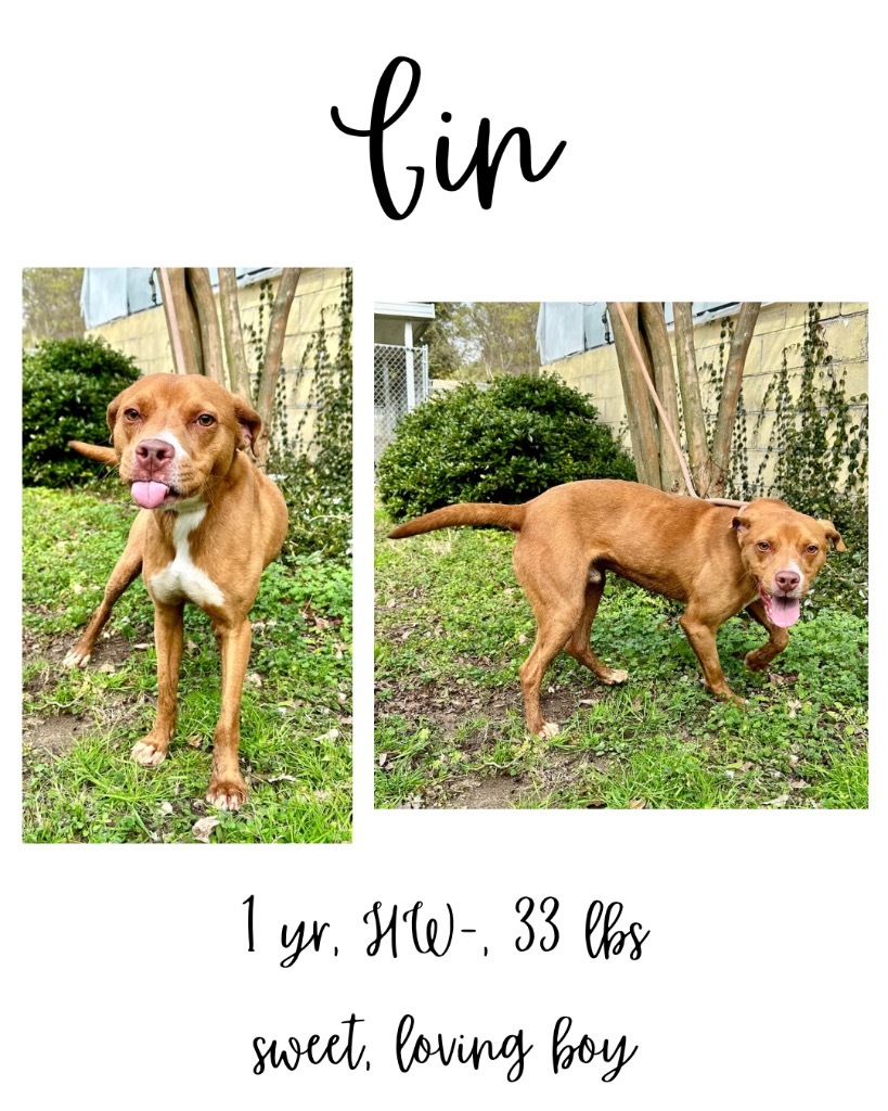 Gin