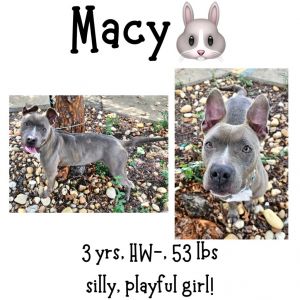 Macy, Adult Female unknown