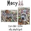 Macy photo 1