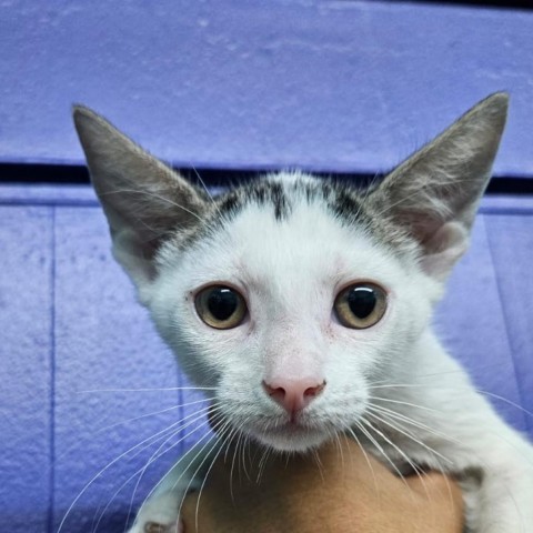 Nena, an adoptable Domestic Short Hair in Guaynabo, PR, 00969 | Photo Image 1