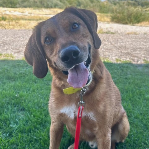 Socks, an adoptable Labrador Retriever in Idaho Falls, ID, 83402 | Photo Image 1