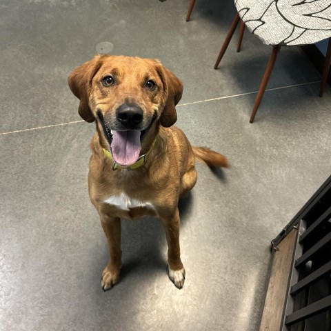 Socks, an adoptable Labrador Retriever in Idaho Falls, ID, 83402 | Photo Image 2