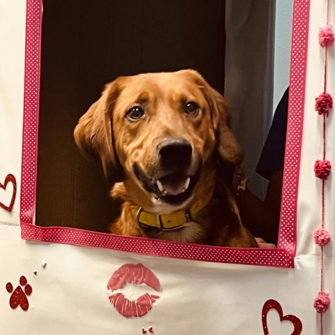 Socks, an adoptable Labrador Retriever in Idaho Falls, ID, 83402 | Photo Image 3