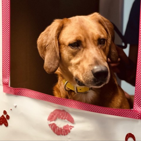 Socks, an adoptable Labrador Retriever in Idaho Falls, ID, 83402 | Photo Image 4