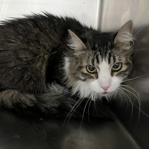 Linus, an adoptable Domestic Long Hair in Idaho Falls, ID, 83402 | Photo Image 1