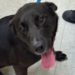 Cerberus, Young Female Labrador Retriever