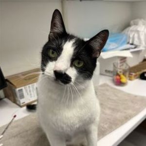 Meet Beans a people-loving cat who will fit right into your home Beans is an affectionate boy with