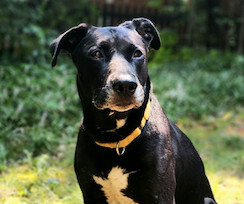 Sadie Black Labrador Retriever Dog