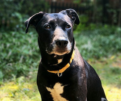 Excellent family dog Sadie is a wonderful girl She is a little grey around the muzzle but she acts