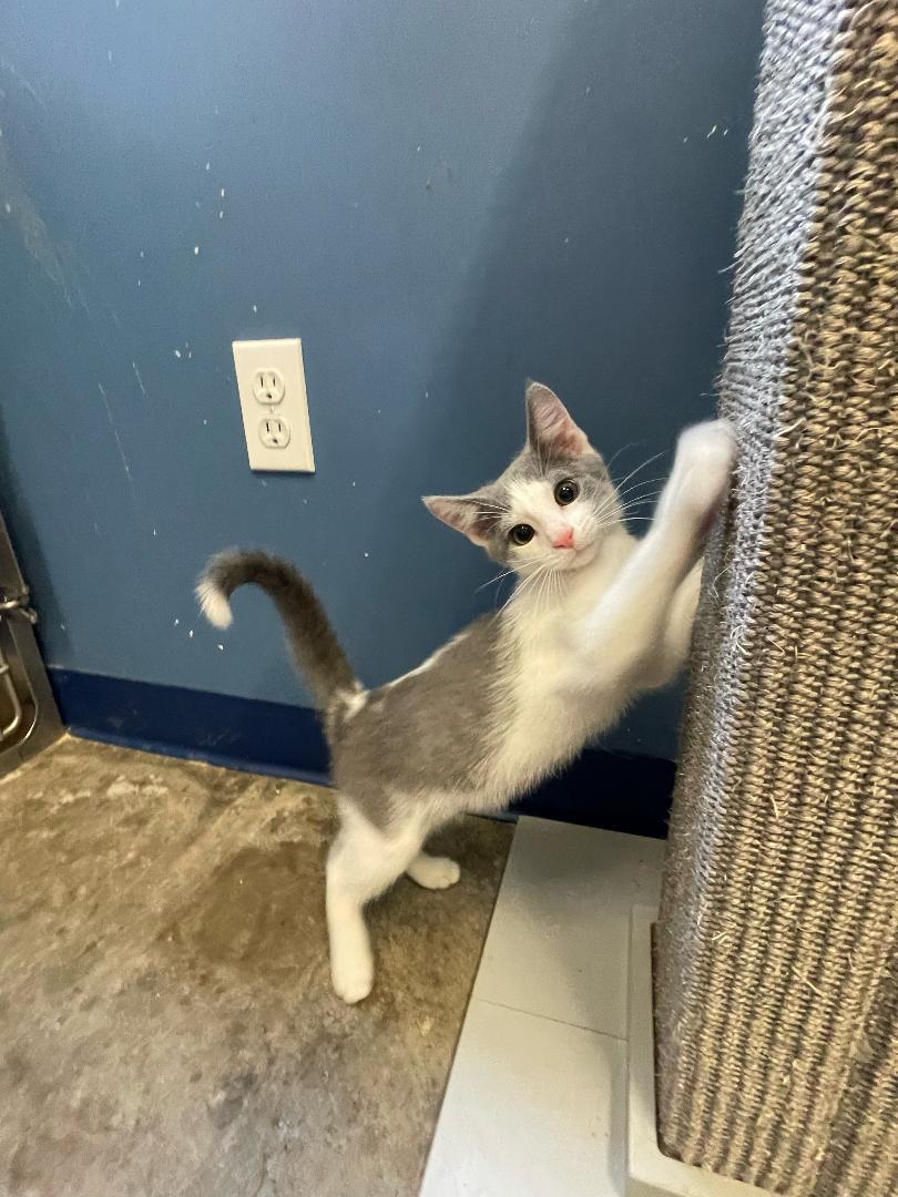 Cricket, an adoptable Domestic Short Hair in Park Falls, WI, 54552 | Photo Image 1