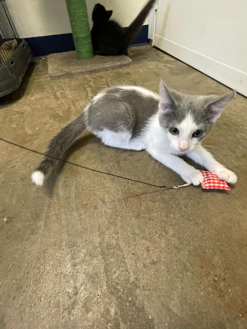 Cricket, an adoptable Domestic Short Hair in Park Falls, WI, 54552 | Photo Image 2