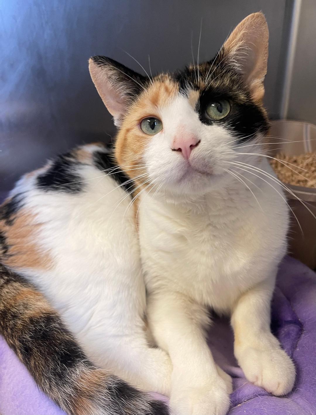 Beatrice, an adoptable Domestic Short Hair in Park Falls, WI, 54552 | Photo Image 1