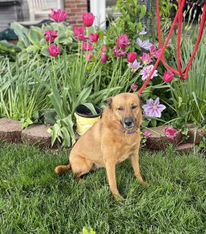 Seren Sadie, Adult Female German Shepherd Dog
