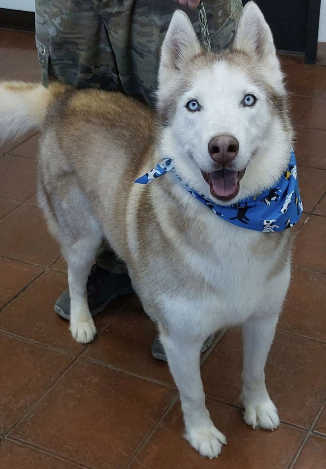 Roscoe, an adoptable Siberian Husky in Cedar Crest, NM, 87008 | Photo Image 1