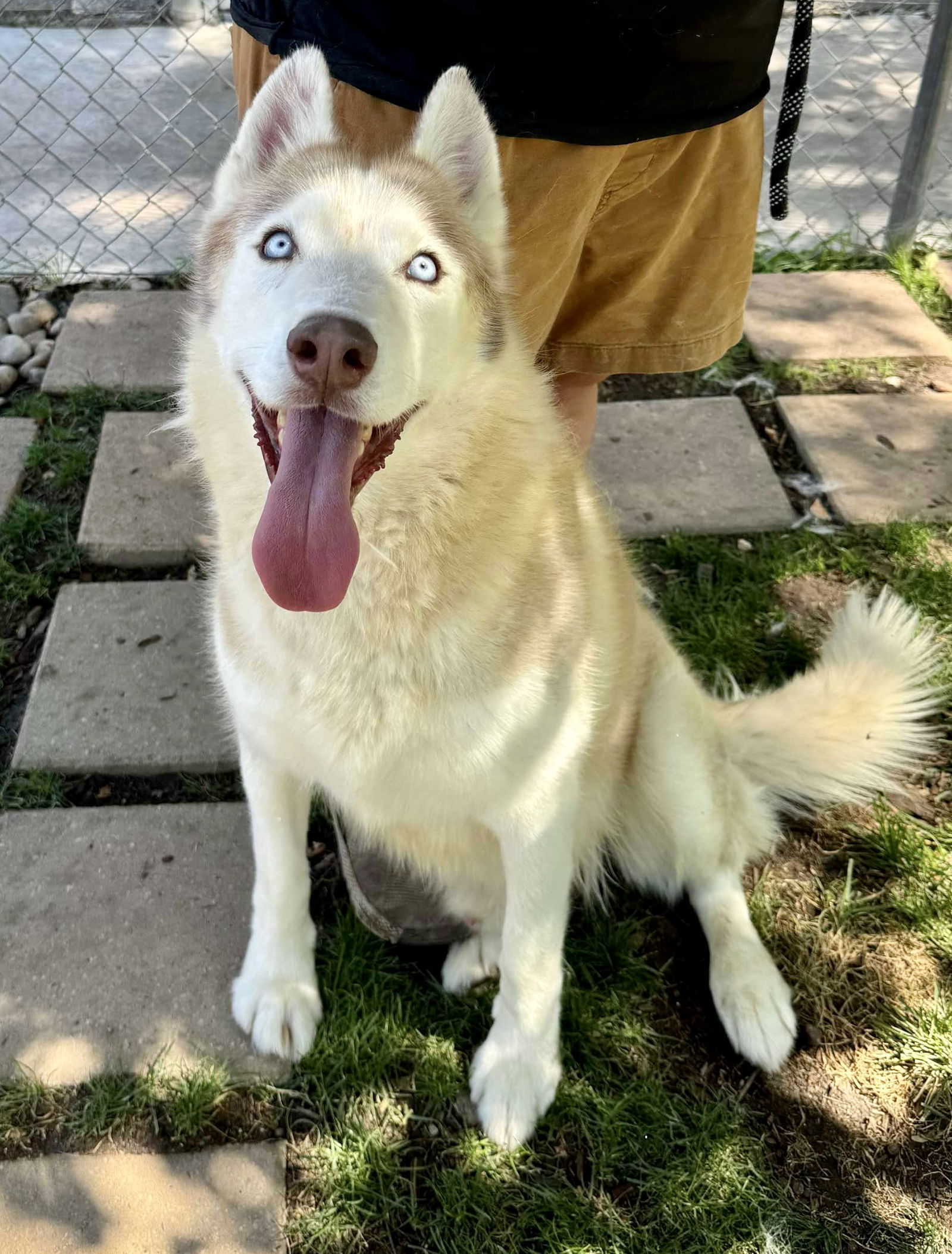 Roscoe, an adoptable Siberian Husky in Cedar Crest, NM, 87008 | Photo Image 2