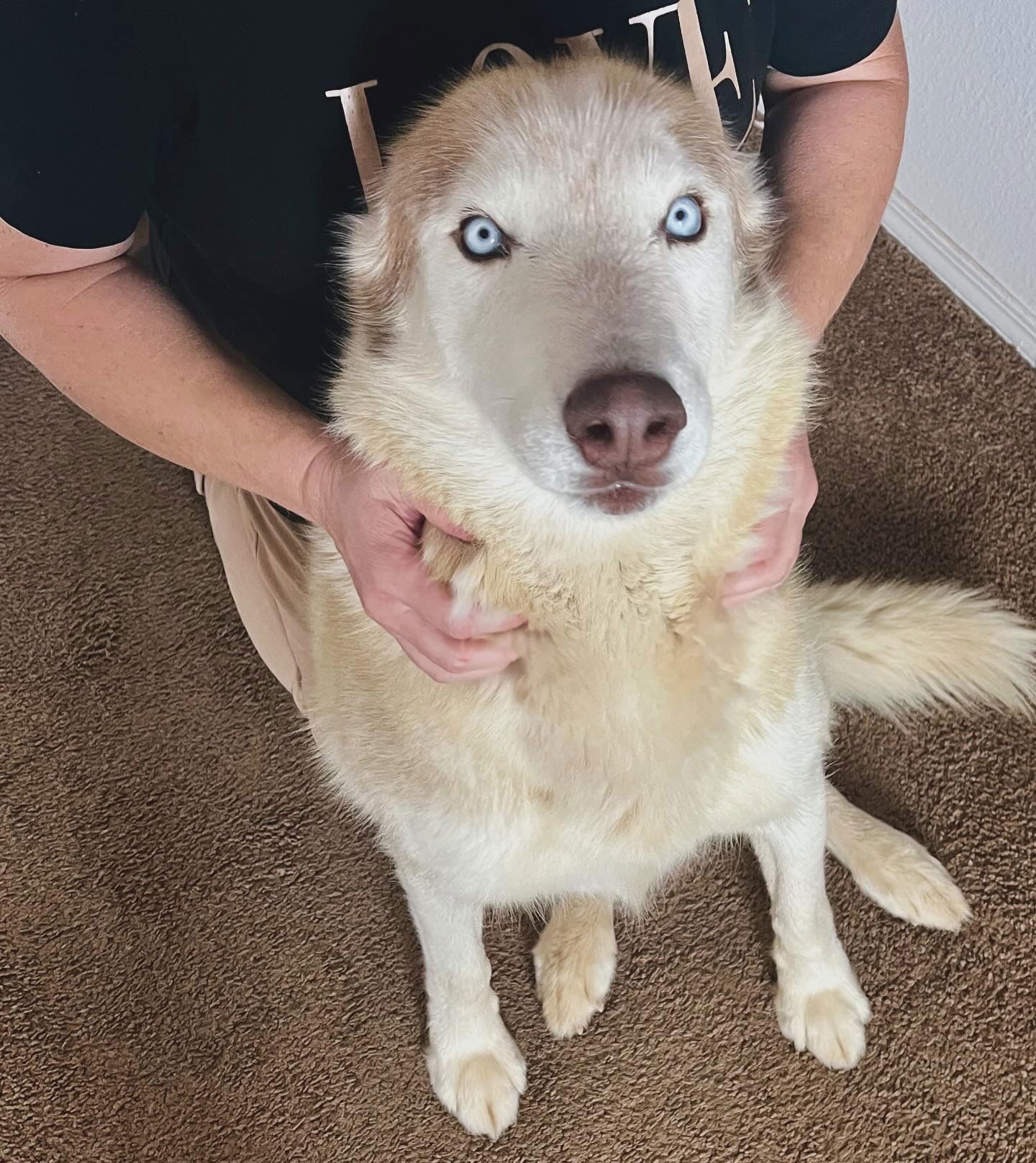 Roscoe, an adoptable Siberian Husky in Cedar Crest, NM, 87008 | Photo Image 3