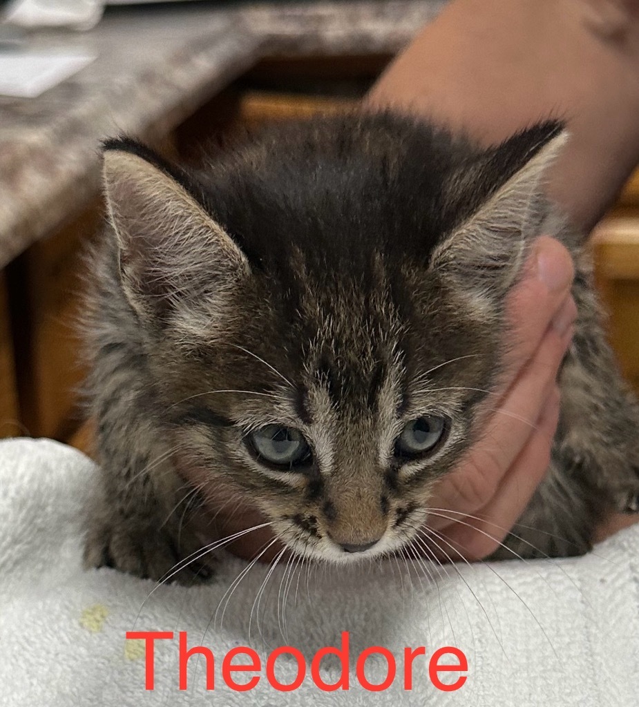 Theodore