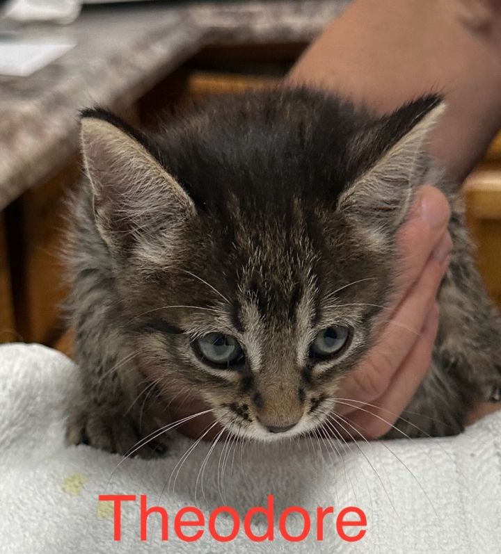 Theodore 2