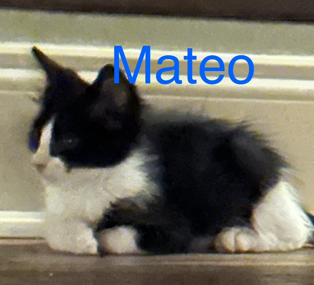 Mateo, an adoptable Domestic Short Hair in Saint Francisville, LA, 70775 | Photo Image 1