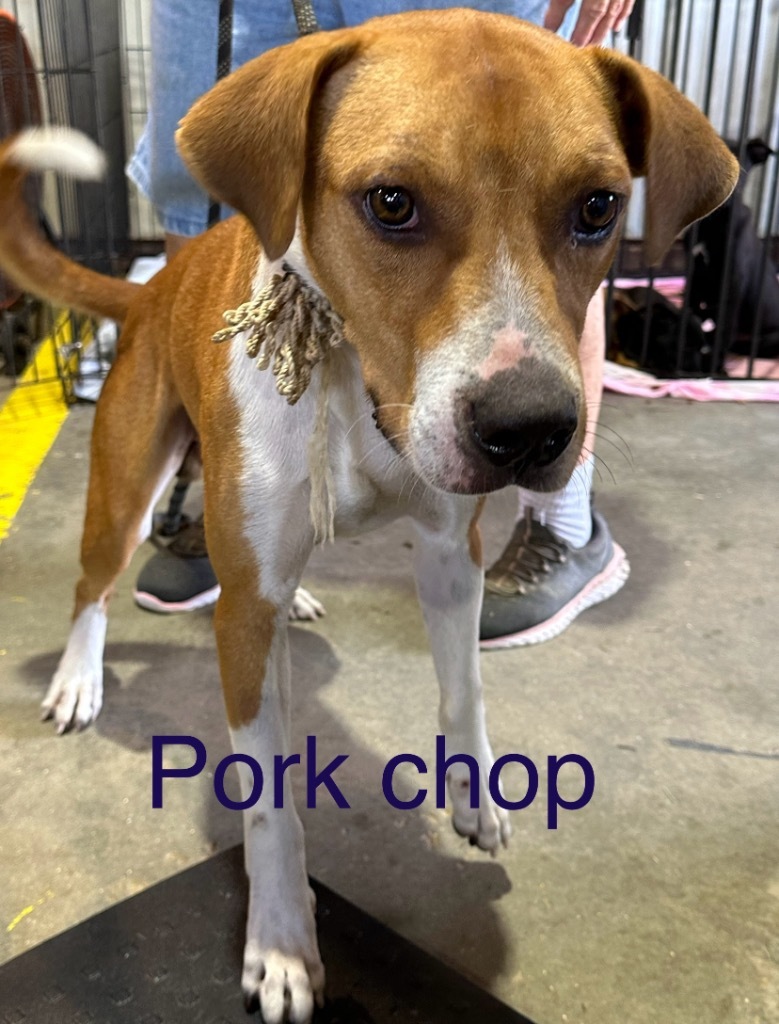 Porkchop