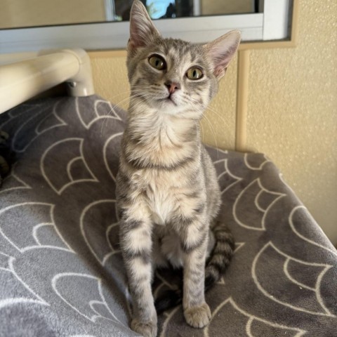 Pecan, an adoptable Domestic Short Hair in Fredericksburg, TX, 78624 | Photo Image 1