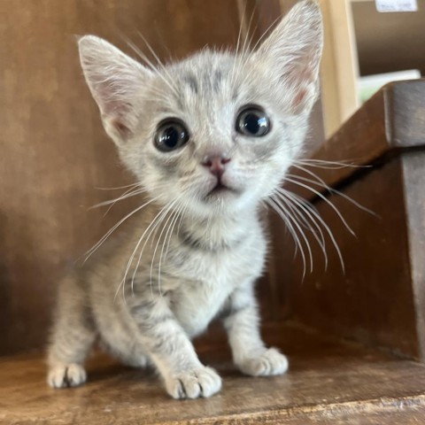 Pecan, an adoptable Domestic Short Hair in Fredericksburg, TX, 78624 | Photo Image 2