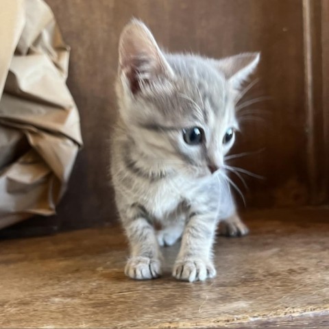 Pecan, an adoptable Domestic Short Hair in Fredericksburg, TX, 78624 | Photo Image 3