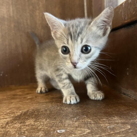 Pecan, an adoptable Domestic Short Hair in Fredericksburg, TX, 78624 | Photo Image 4