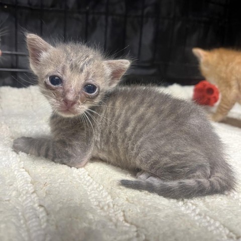 Pecan, an adoptable Domestic Short Hair in Fredericksburg, TX, 78624 | Photo Image 6