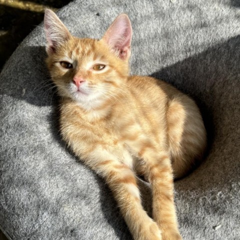 Lincoln, an adoptable Domestic Short Hair in Fredericksburg, TX, 78624 | Photo Image 1